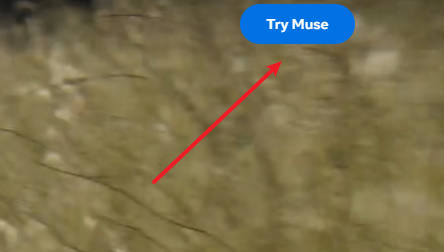 muse-1007.jpg